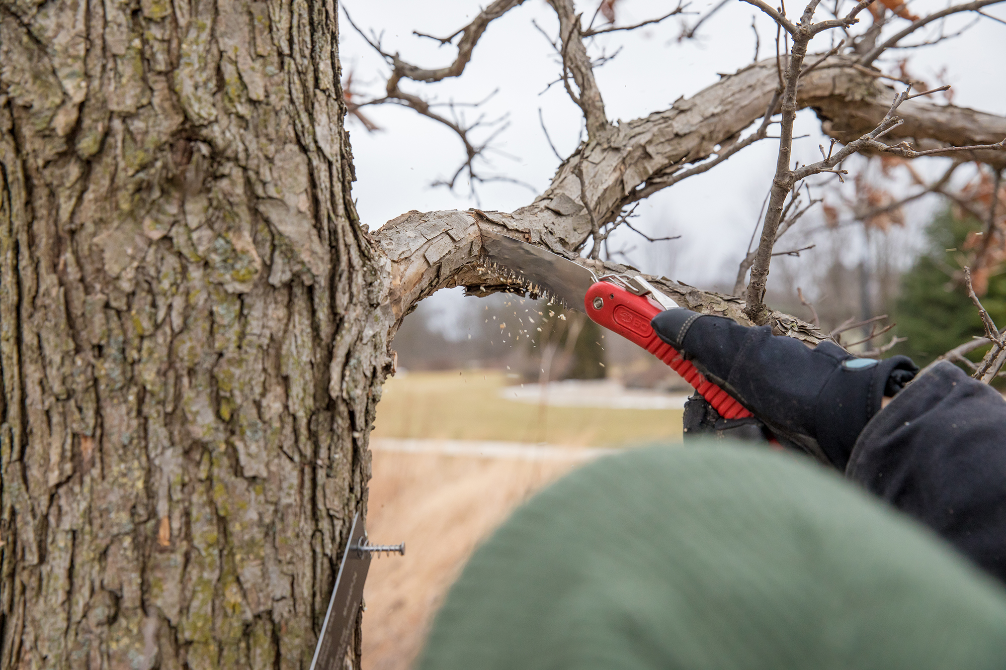 Pruning a tree