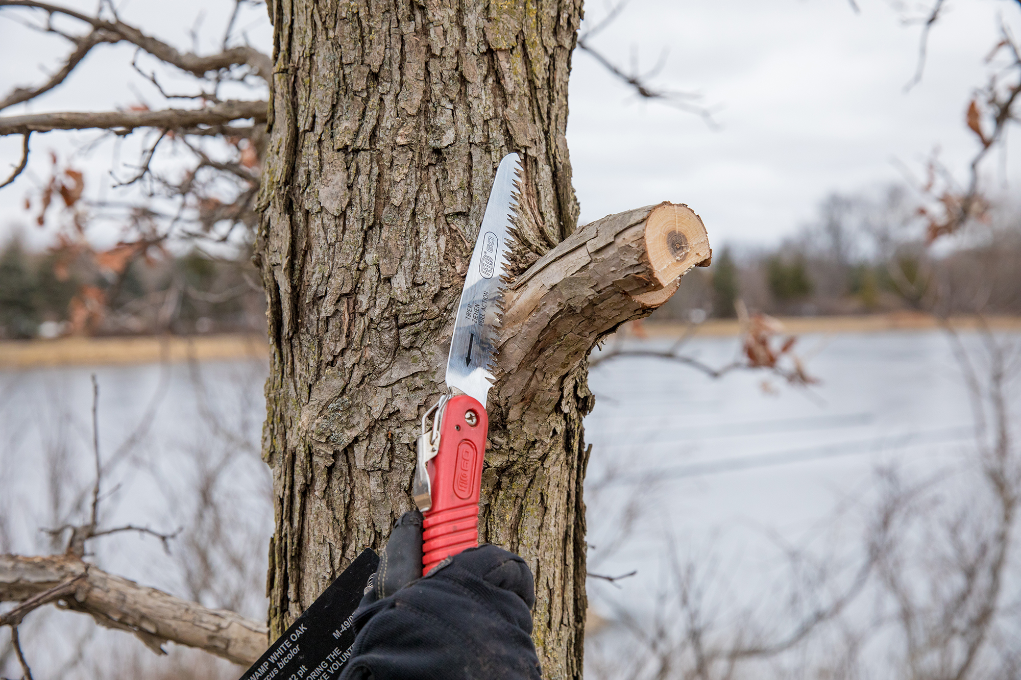 Pruning a tree