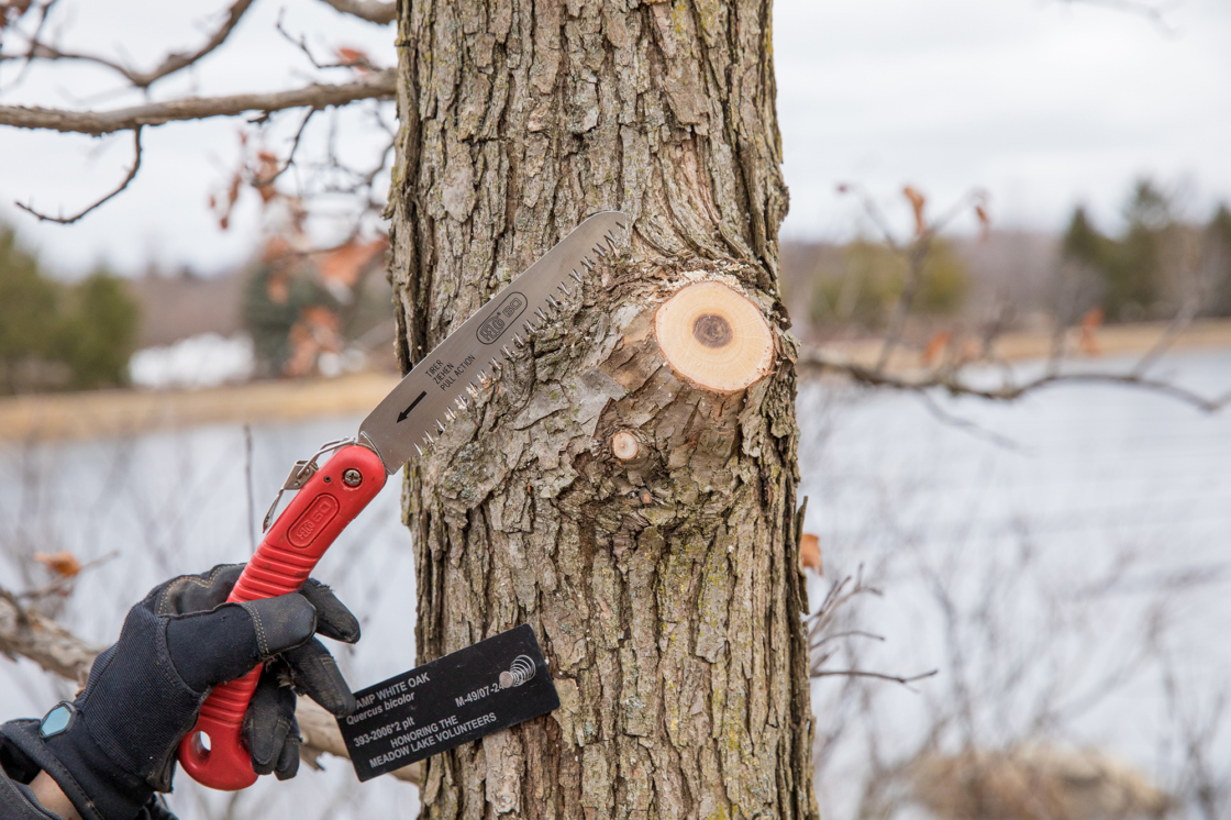 The Morton Arboretum