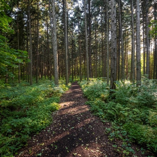 The Morton Arboretum