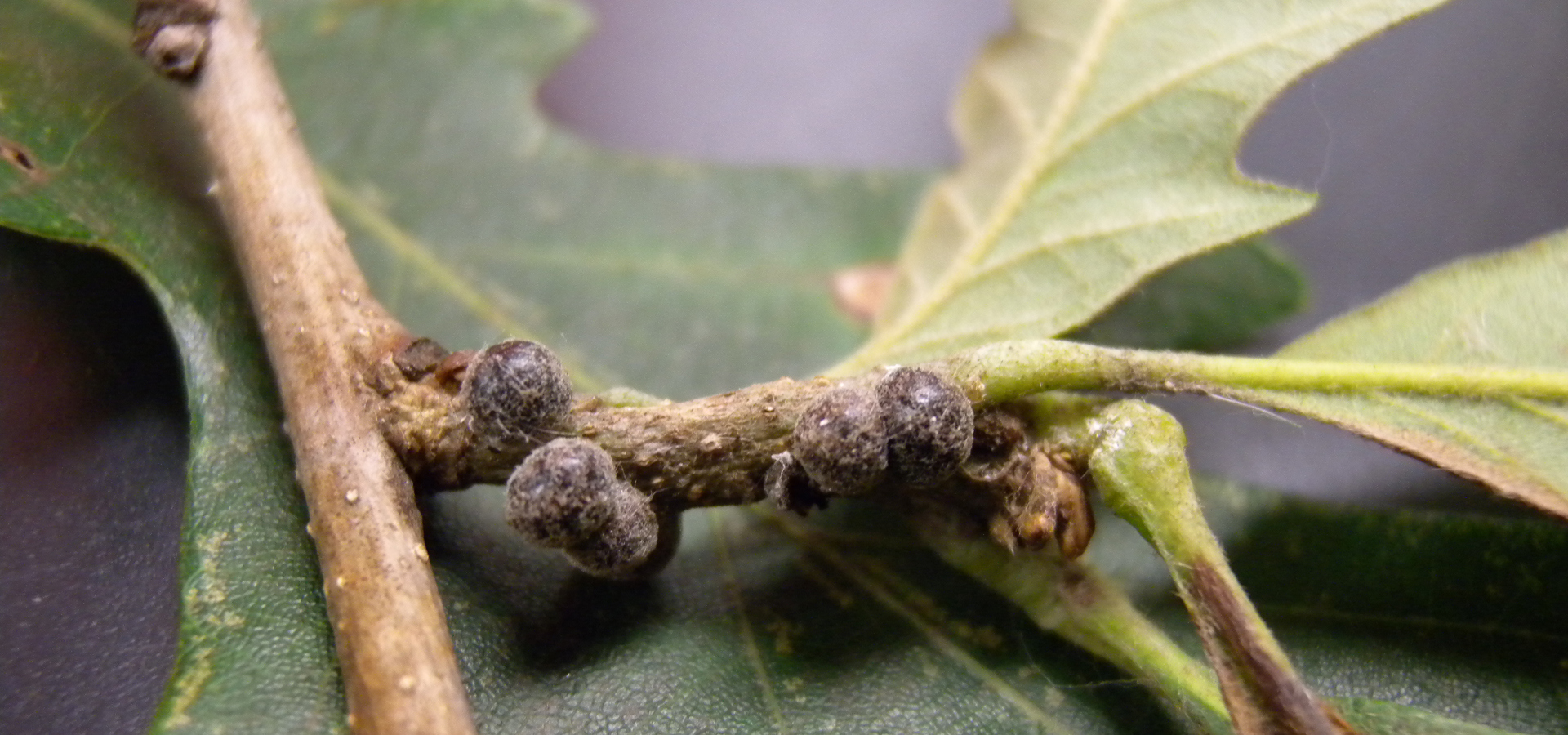 Why Are Oaks Declining Dr Dave Describes 3 Oak Diseas - vrogue.co