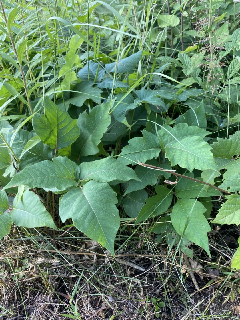Poison Ivy Plants: How to Identify and Control Poison Ivy