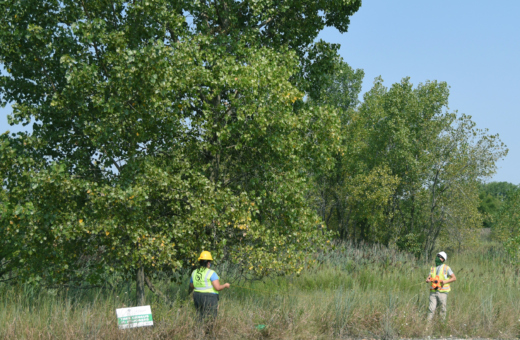The Morton Arboretum