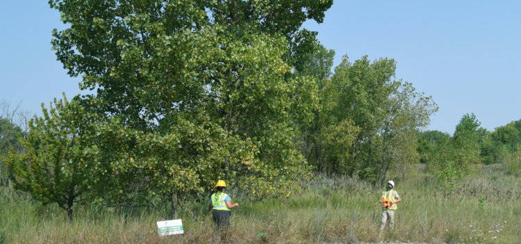The Morton Arboretum