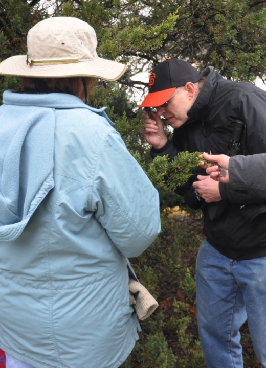 Student looking at a conifer tree with a magnifying glass in winter.