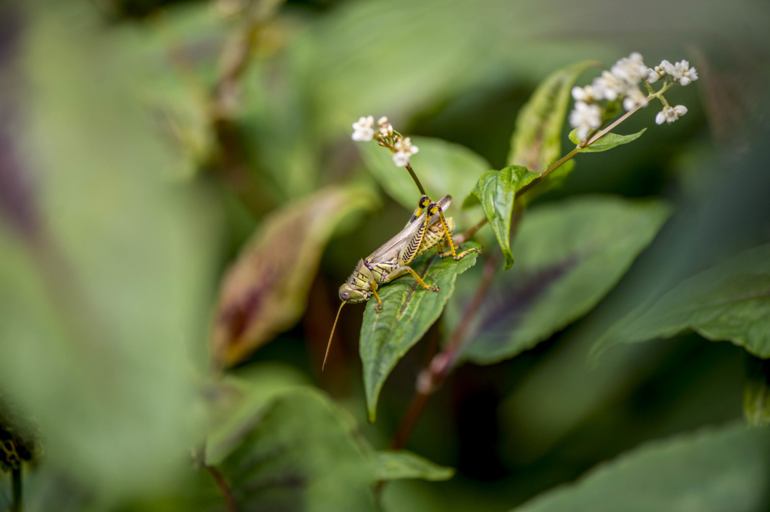 Closeup of a grasshopper