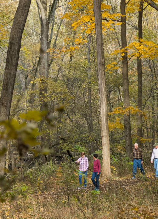 The Morton Arboretum