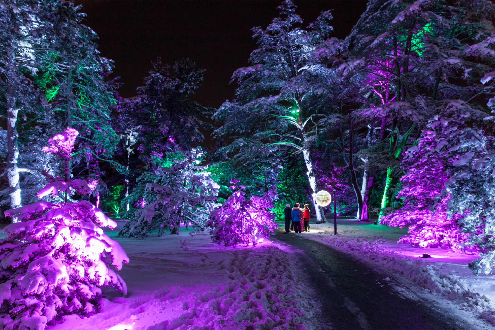 Guests walk among trees at Illumination