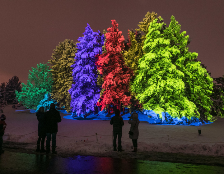 Guests at Illumination watch vivid colors change on trees
