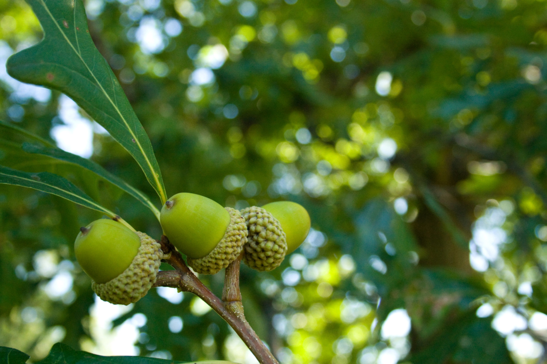 The Morton Arboretum
