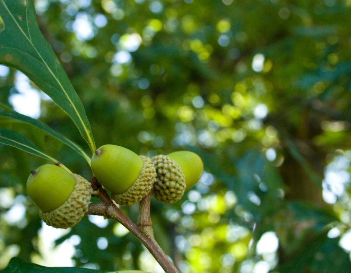 The Morton Arboretum