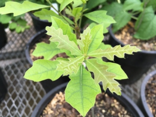 The Morton Arboretum