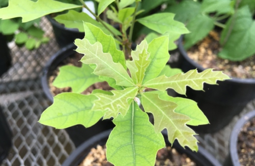 The Morton Arboretum