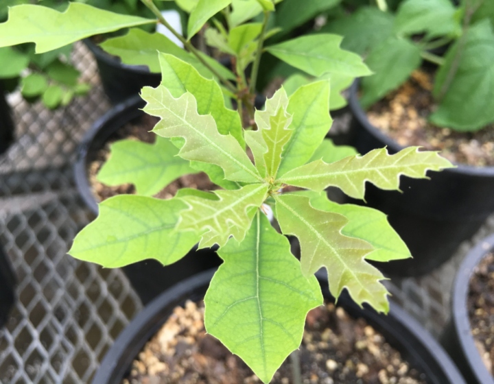 The Morton Arboretum