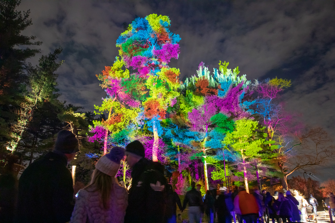 Illumination: Tree Lights At The Morton Arboretum | The Morton Arboretum