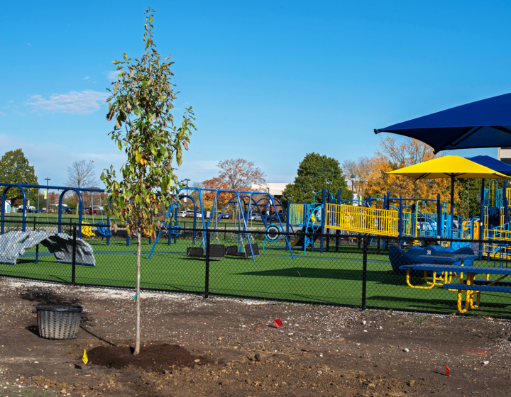 The Morton Arboretum
