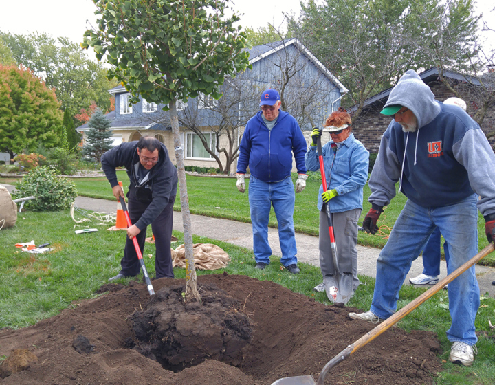 Centennial Tree Planting Initiative | The Morton Arboretum
