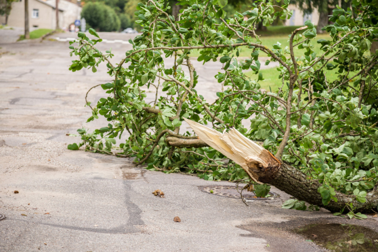 Damaged tree from a storm.