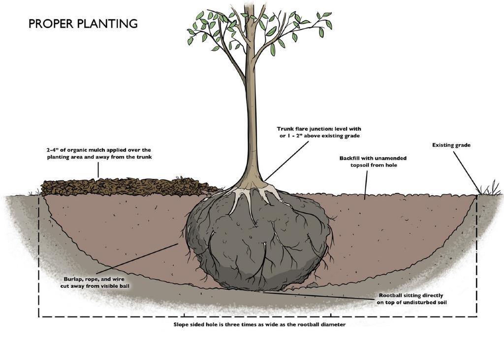 Planting and Transplanting Trees and Shrubs The Morton Arboretum