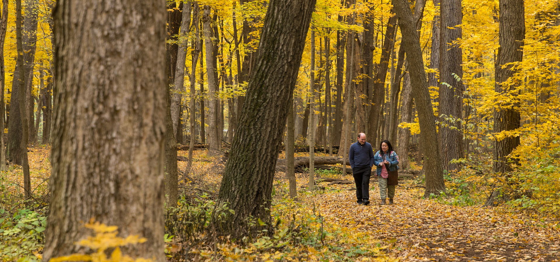 Couple hikes among the bright yellow Sugar Maples in fall.