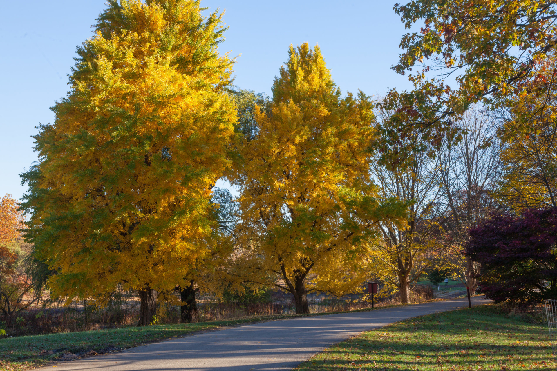 Ginkgos are bright yellow in fall