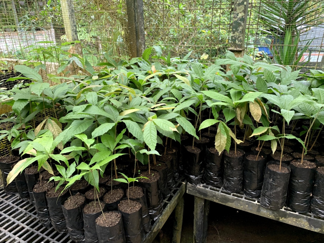 The Morton Arboretum