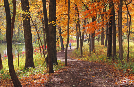 Guest walks around Sterling Pond in fall