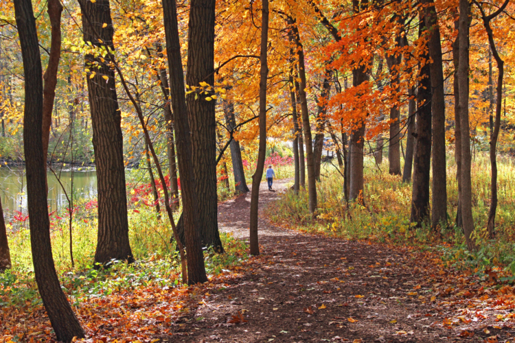 Guest walks around Sterling Pond in fall