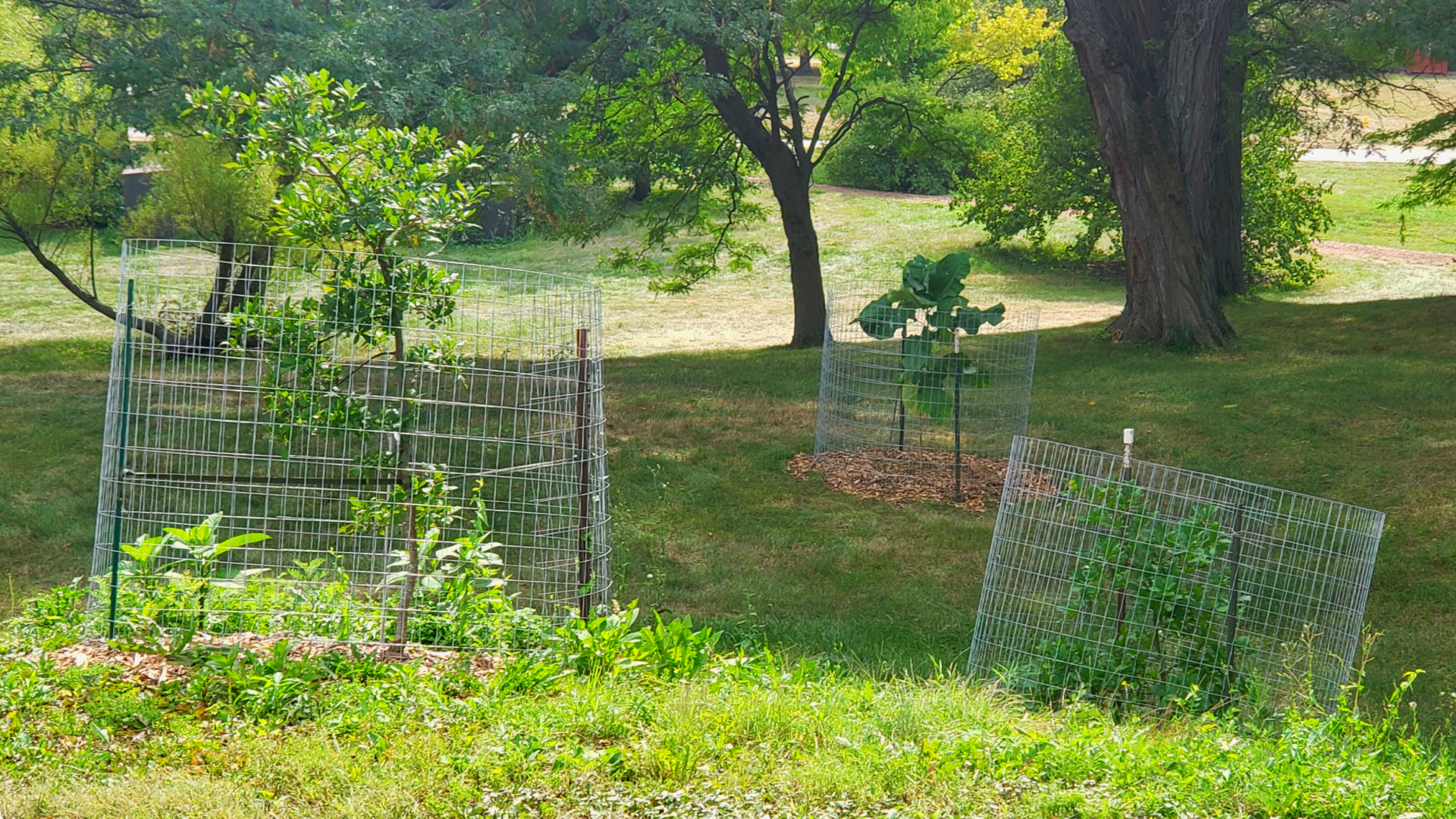 Fencing around threatened trees at the Arboretum