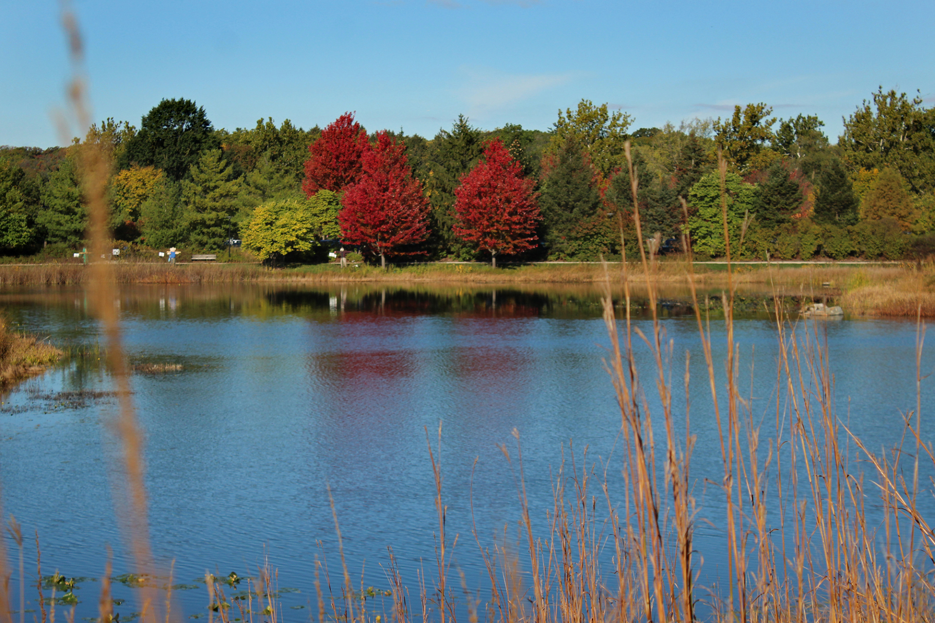Meadow Lake showing signs of fall with red trees