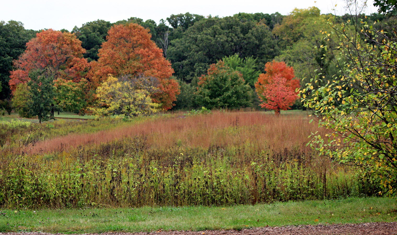 Fall color at the Arboretum
