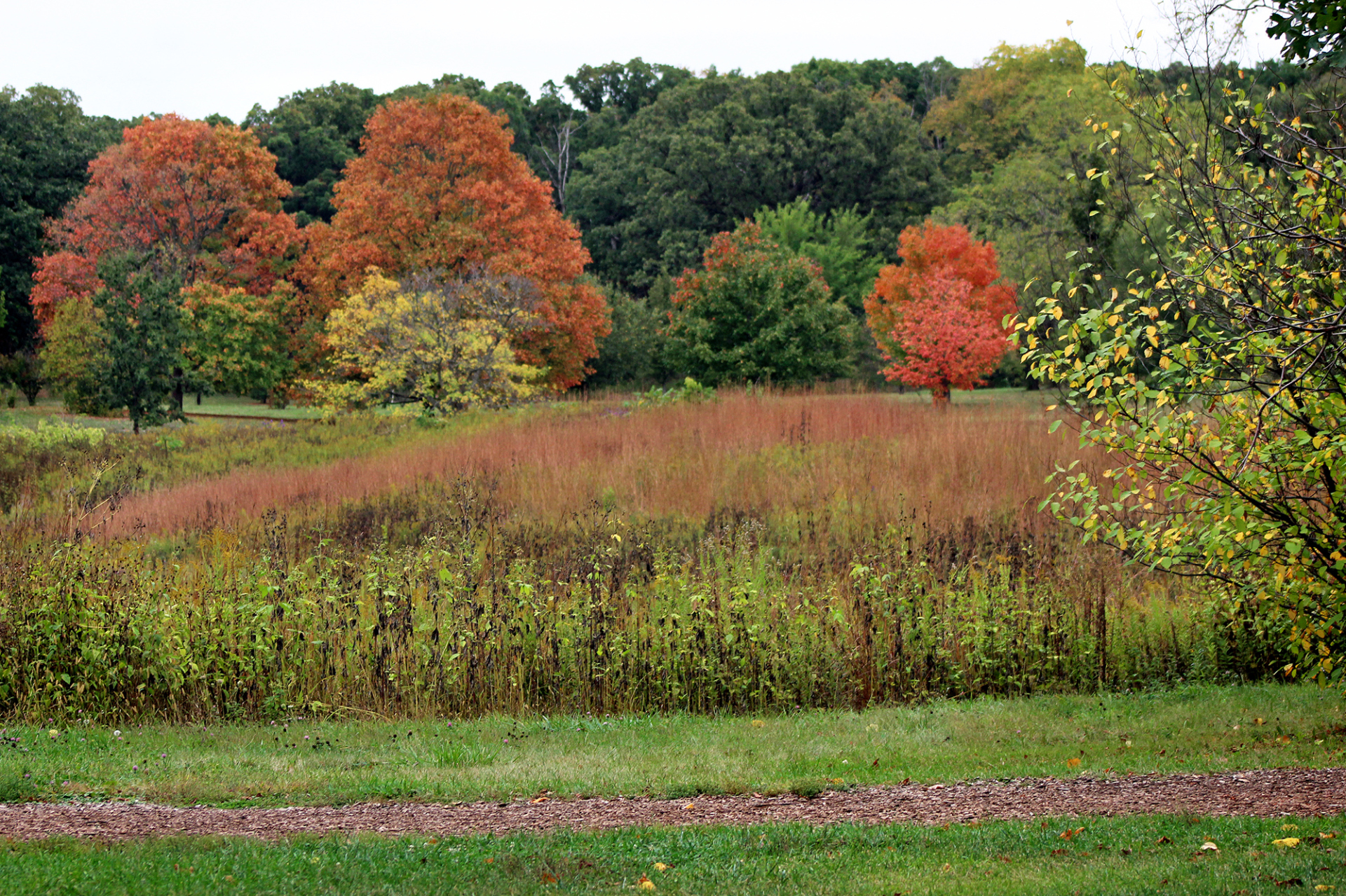 Fall color at the Arboretum
