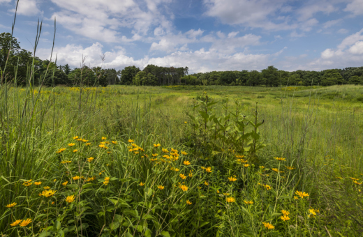 The Morton Arboretum