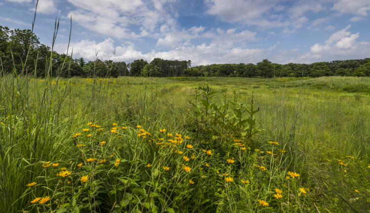 The Morton Arboretum