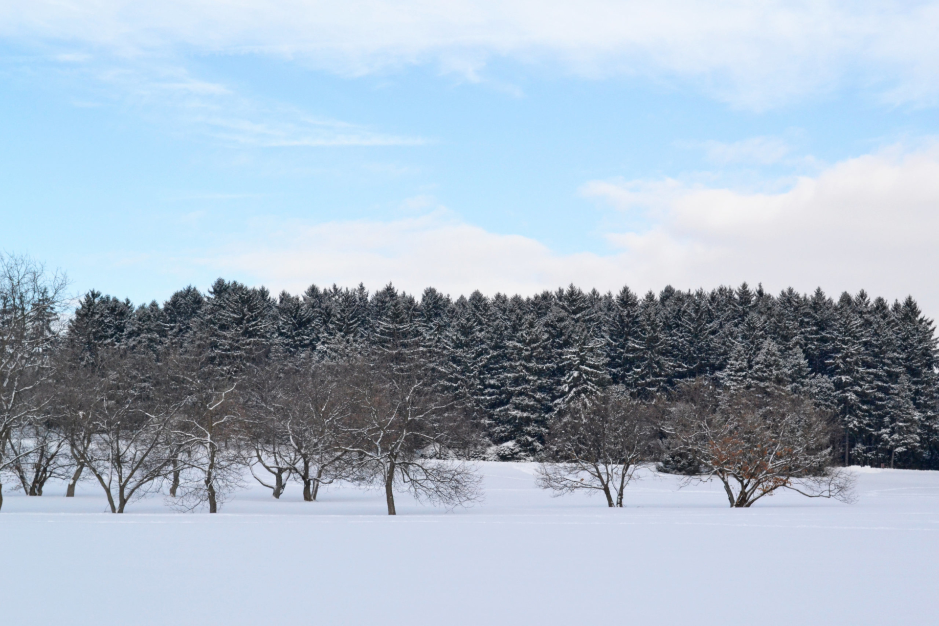 Snowy winter landscape with deciduous and conifer trees.