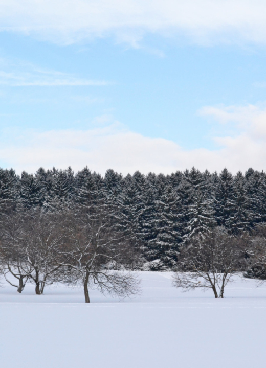 Snowy winter landscape with deciduous and conifer trees.