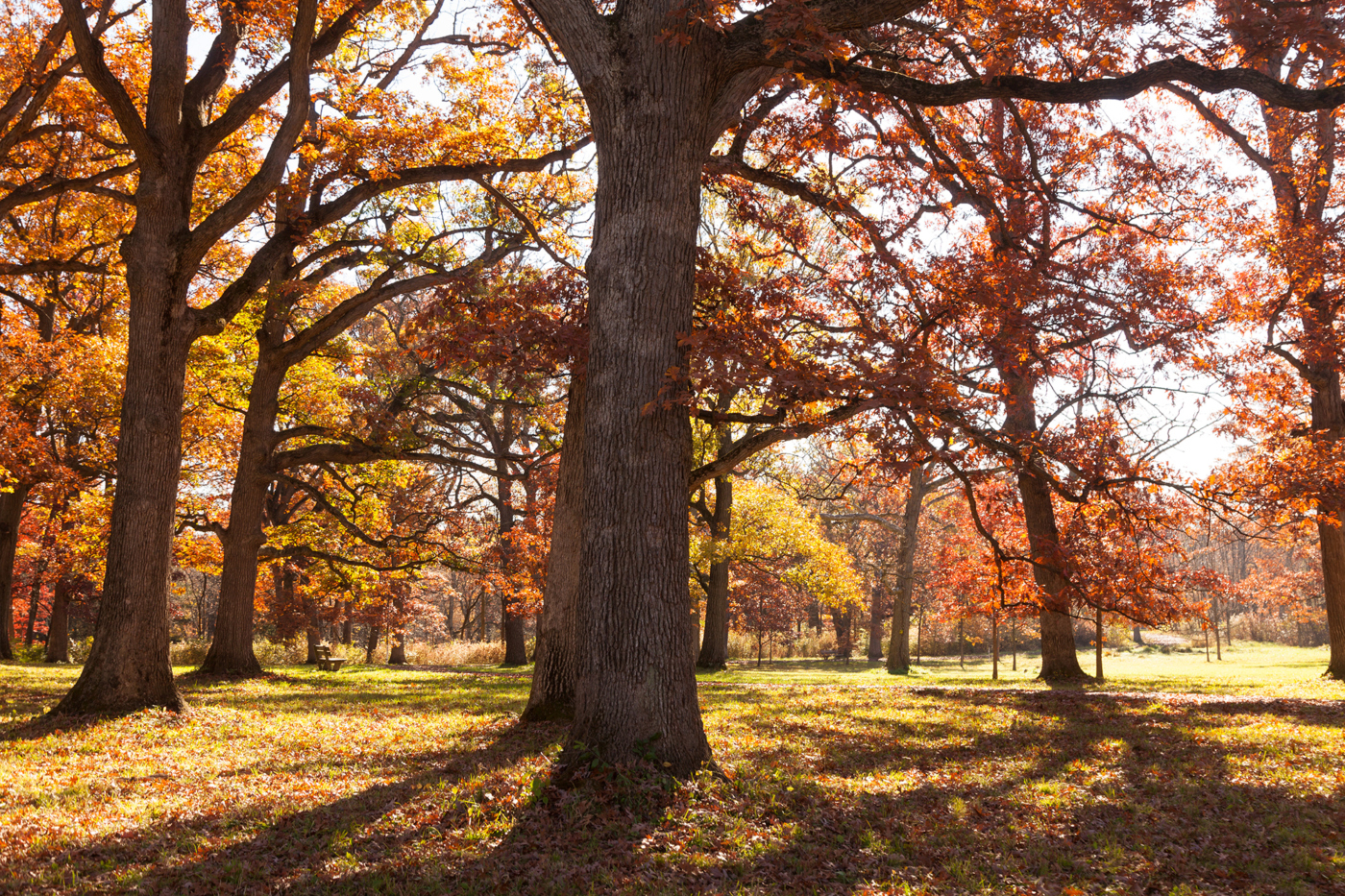 Oak Collection trees with Fall color and sunlight