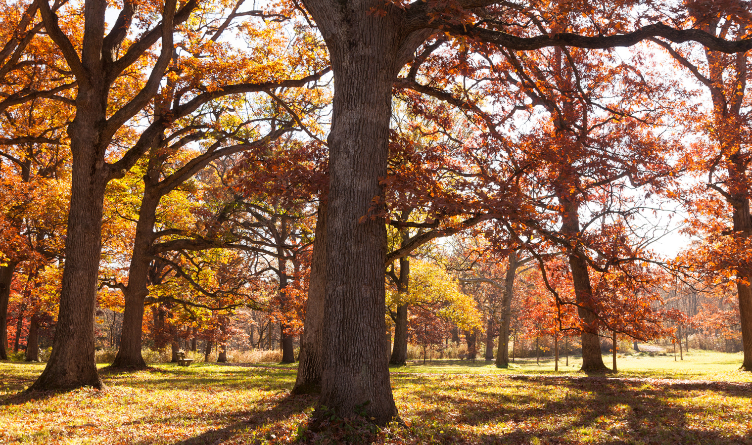 Oak Collection trees with Fall color and sunlight