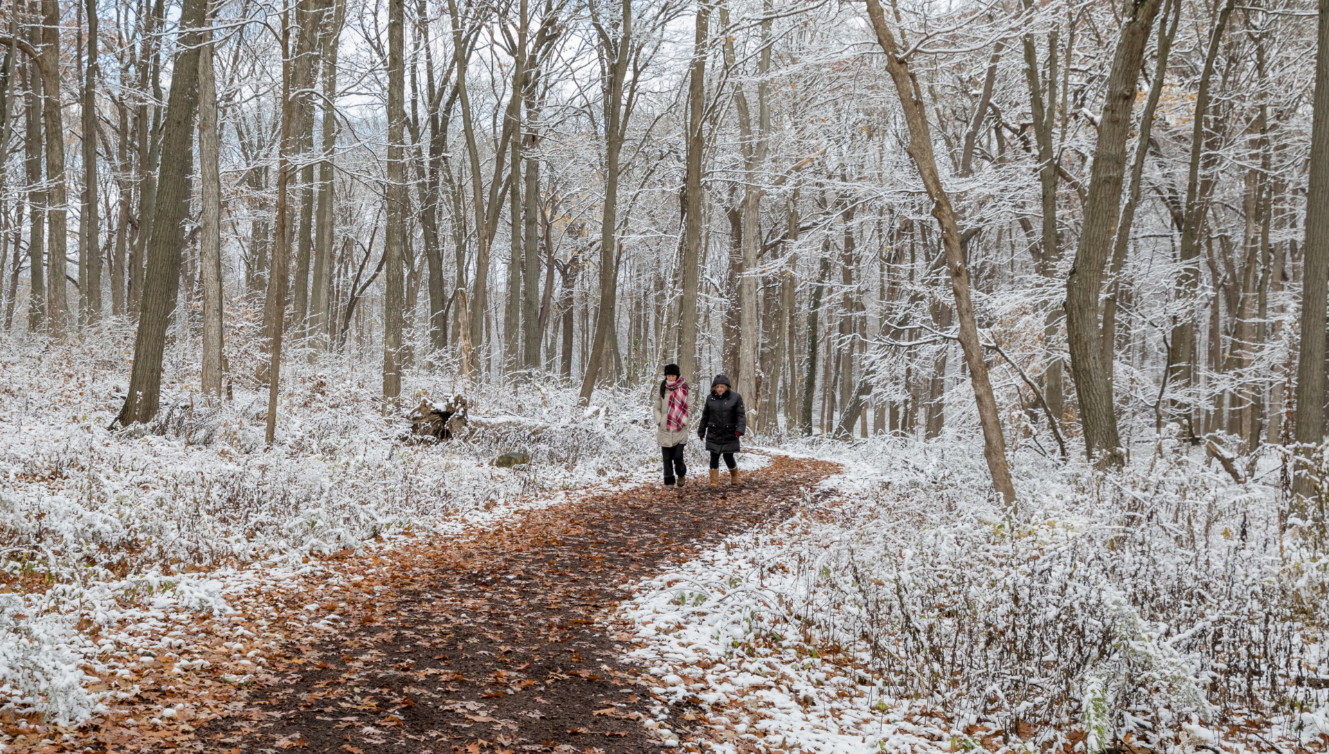 Winter forest therapy walk