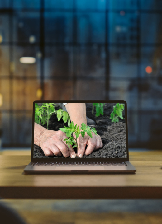 Close up of hands planting a tomato seedling in the ground.