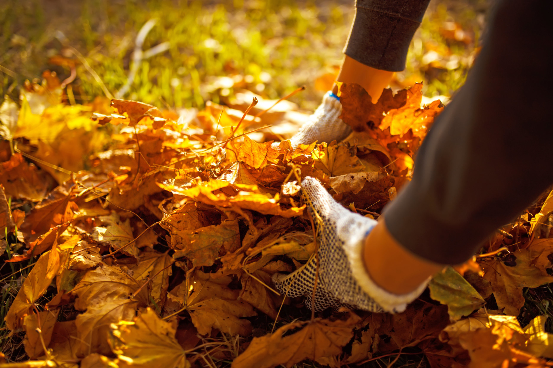 Male hand collects and piles fallen autumn leaves into a big sack. Cleaning service concept. Raking leaves on the lawn.