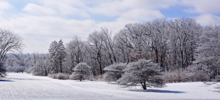 The Morton Arboretum