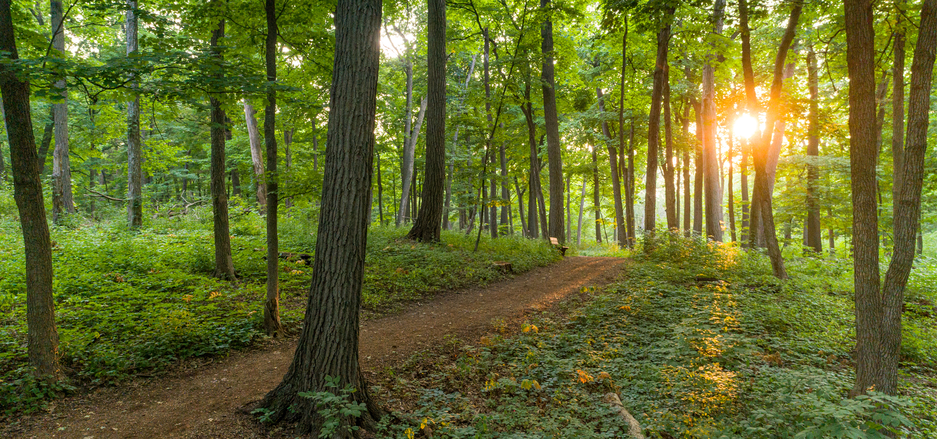 Summer path through the woods at sunrise.