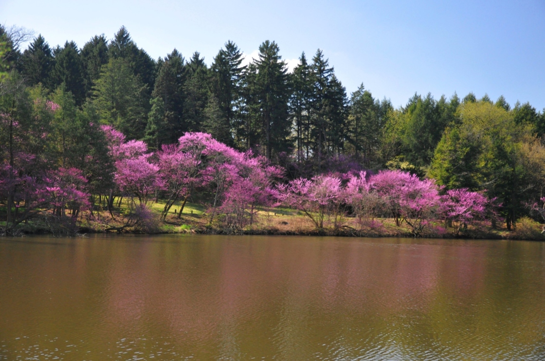 Lake Marmo in spring with bright Red Buds flowering
