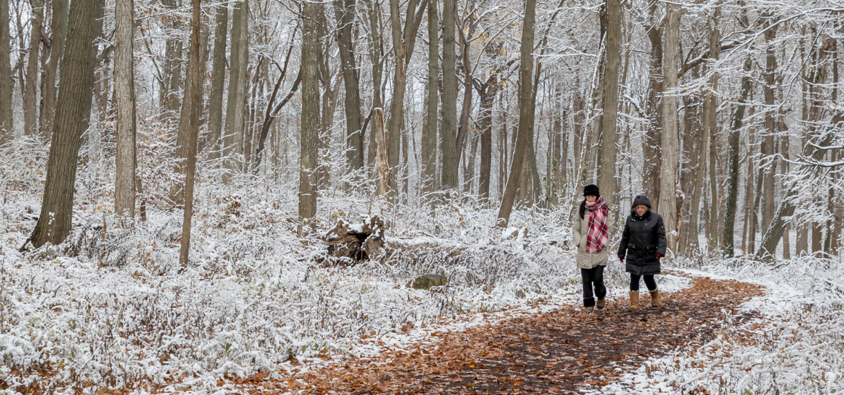 Hikers walk in the East Woods after a snowfall