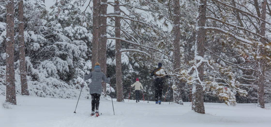 Members cross country skiing through the trees in winter