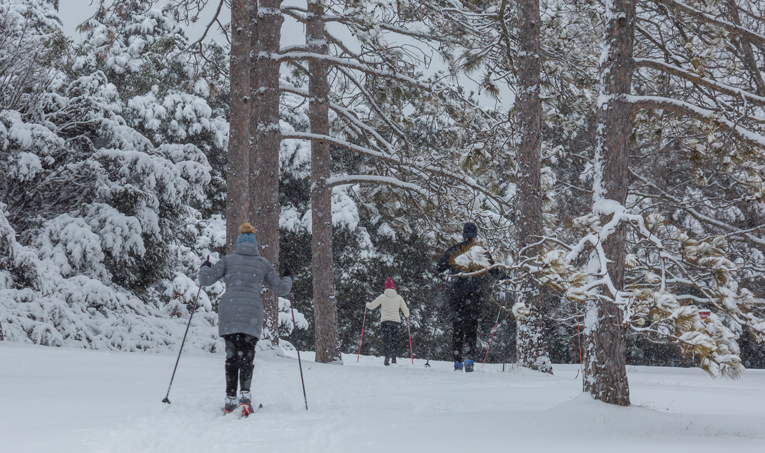 Members cross country skiing through the trees in winter