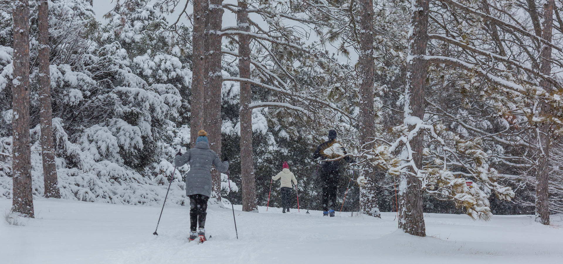 Members cross country skiing through the trees in winter