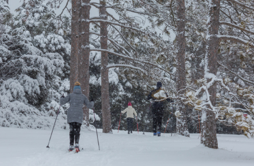 Members cross country skiing through the trees in winter