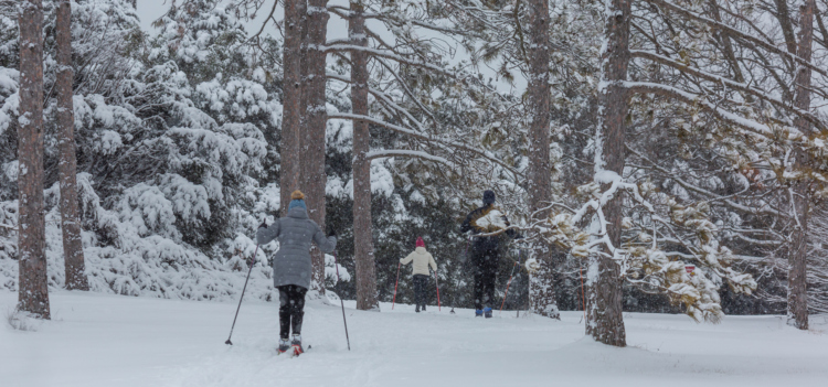 Members cross country skiing through the trees in winter